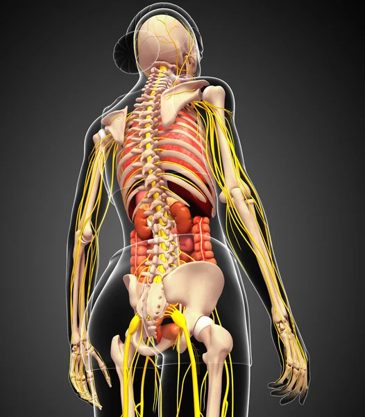 โครงกระดูกหญิงที่มีงานศิลปะระบบประสาทและระบบย่อยอาหาร — ภาพถ่ายสต็อก