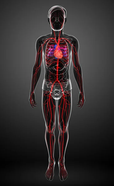 Erkek Arteryel sistemi — Stok fotoğraf