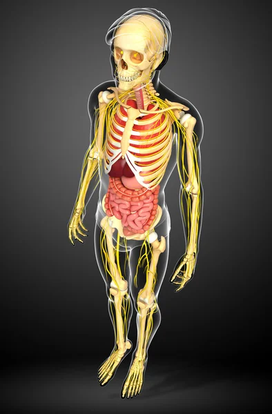 Erkek iskelet sinir ve sindirim sistemi resimler