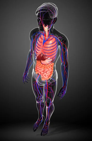 Spijsverteringsstelsel en bloedsomloop van mannelijke lichaam — Stockfoto
