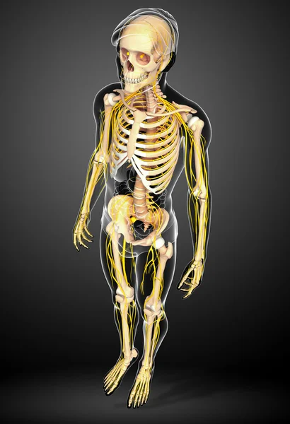 Erkek iskelet ve sinir sistemi sanat