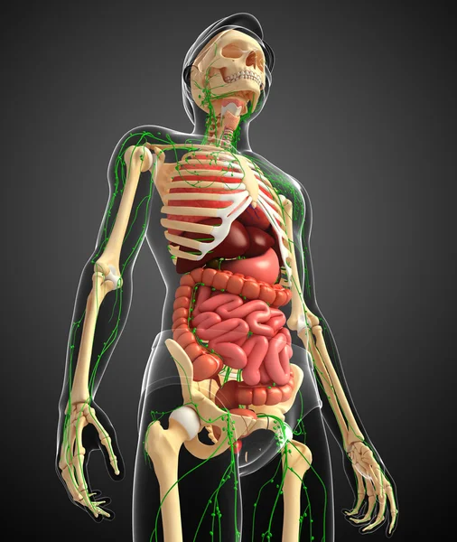 Nyirok, csontváz és a férfi test műalkotás emésztő rendszer — Stock Fotó