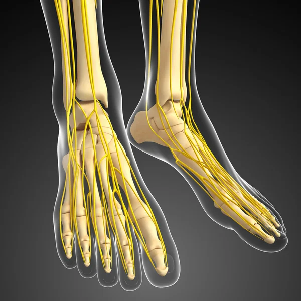 Sistema nervoso e obras de arte esqueleto do pé — Fotografia de Stock