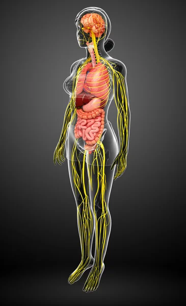 Weiblicher Körper des Nerven- und Verdauungssystems — Stockfoto