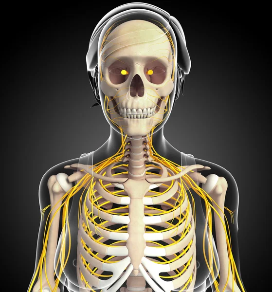 Kadın göğüs kafesi ve sinir sistemi sanat