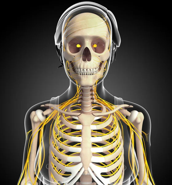 Kvinnlig bröstkorg och nervsystemet konstverk — Stockfoto