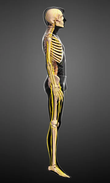 Male skeleton and nervous system artwork — Stock Photo, Image