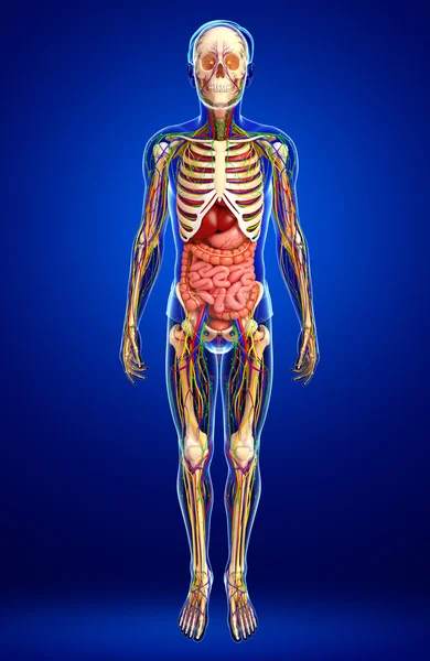 Układu chłonnego, kostnego, układu nerwowego i układu krążenia mężczyzn anat — Zdjęcie stockowe
