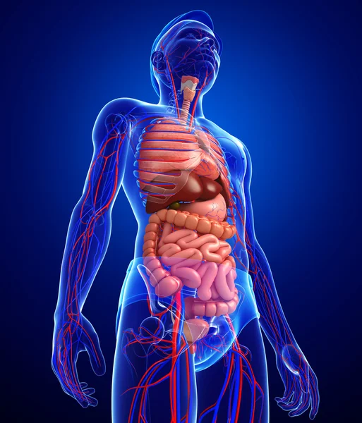 Digestive and circulatory system of male body — Stock Photo, Image