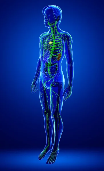 Lymphsystem des männlichen Körpers — Stockfoto
