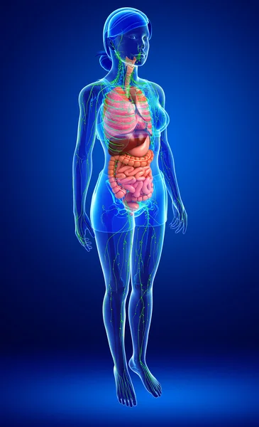 Sistema linfático y digestivo de las ilustraciones del cuerpo femenino — Foto de Stock