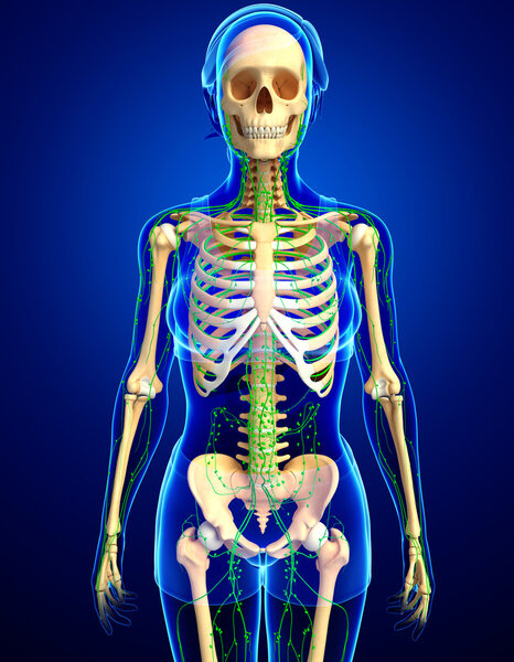 Lymphatic system of Female skeleton artwork