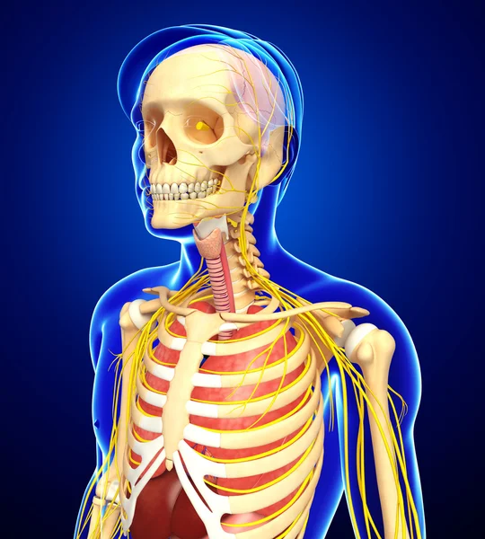 Esqueleto masculino con obras de arte del sistema nervioso y digestivo — Foto de Stock