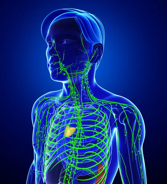 Lymfatiska systemet av manliga kroppen — Stockfoto
