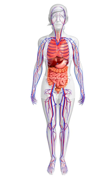 Sistema digestivo y circulatorio del cuerpo femenino — Foto de Stock