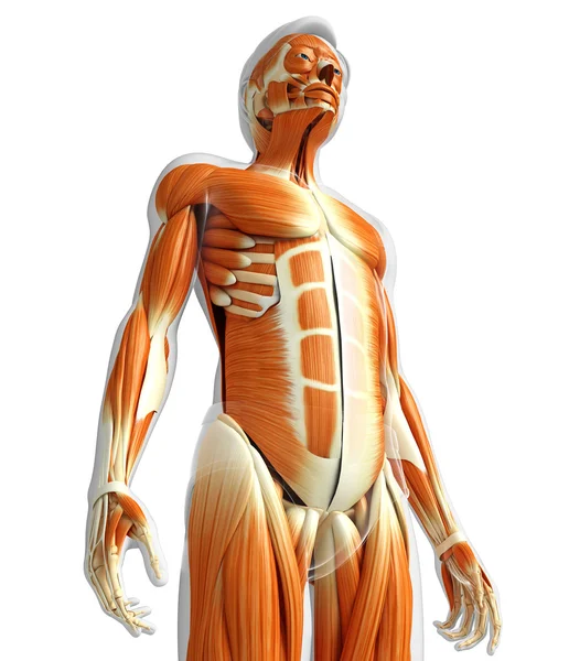 Anatomia dos músculos masculinos — Fotografia de Stock