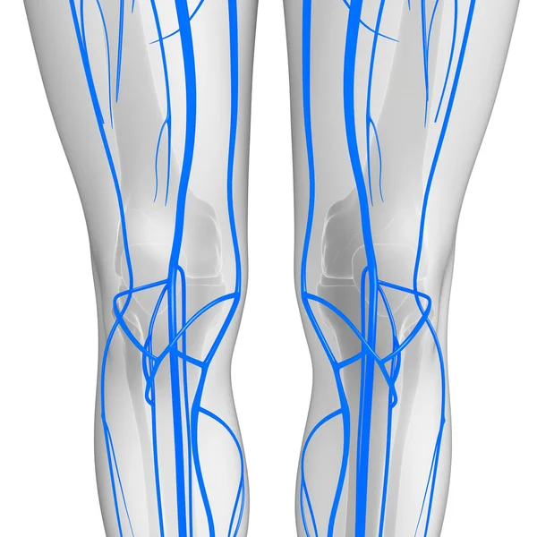 Sistema circulatorio de rodilla humana — Foto de Stock