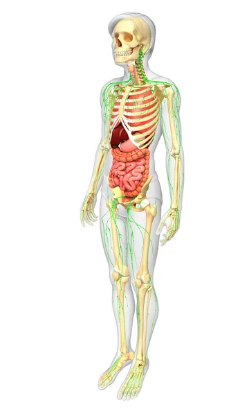 Lymph-, Skelett- und Verdauungssystem männlicher Körperkunstwerke — Stockfoto