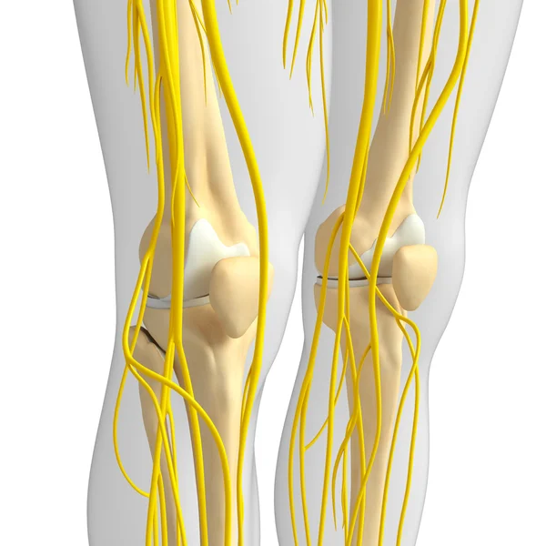 中枢神经系统和膝关节的骨架图稿 — 图库照片