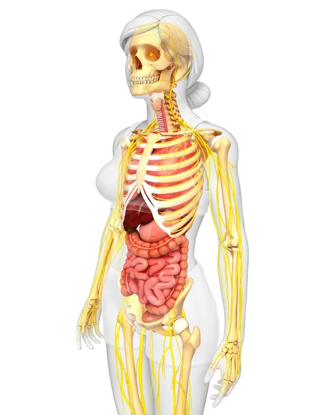 Kadın iskelet sinir ve sindirim sistemi resimler — Stok fotoğraf
