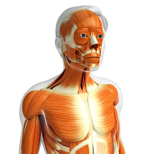 Anatomie männlicher Muskeln — Stockfoto