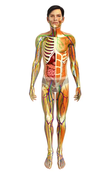 Anatomía muscular masculina — Foto de Stock