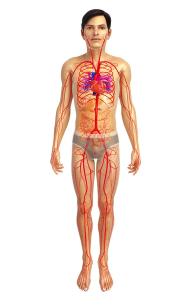 Anatomía del corazón humano — Foto de Stock