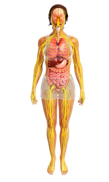 여성 신체의 신경 및 소화 시스템 작품 — 스톡 사진