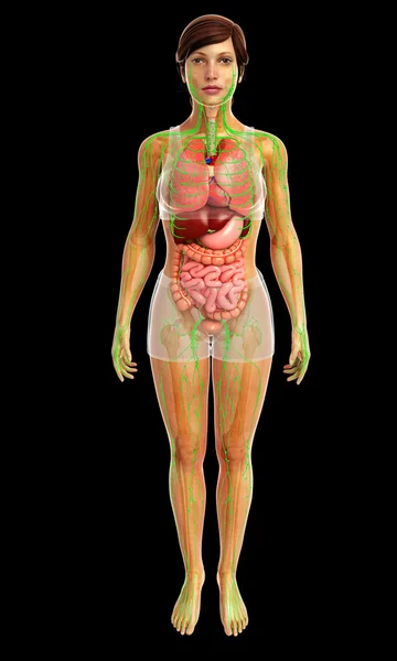 Sistema digestivo humano —  Fotos de Stock