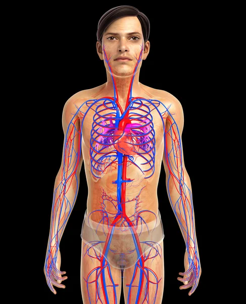 insan kalp anatomisi