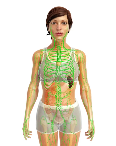 Menschliches Lymphsystem — Stockfoto