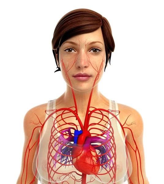 Anatomía del corazón humano —  Fotos de Stock