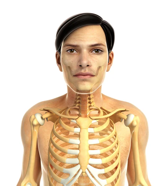 Иллюстрация анотомии человека — стоковое фото
