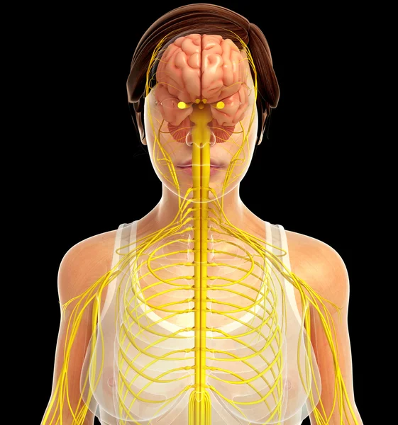 Нервової системи людини ілюстрації — стокове фото