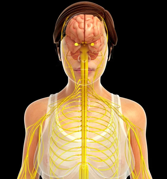 Tugas Sistem Saraf Manusia — Stok Foto