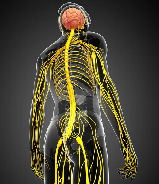 Kresby mužské nervový systém — Stock fotografie