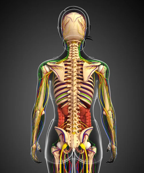 リンパ、骨格、神経系と循環系の女性ボー — ストック写真
