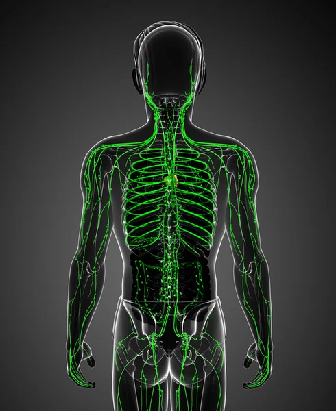 Lymphsystem des männlichen Körpers — Stockfoto