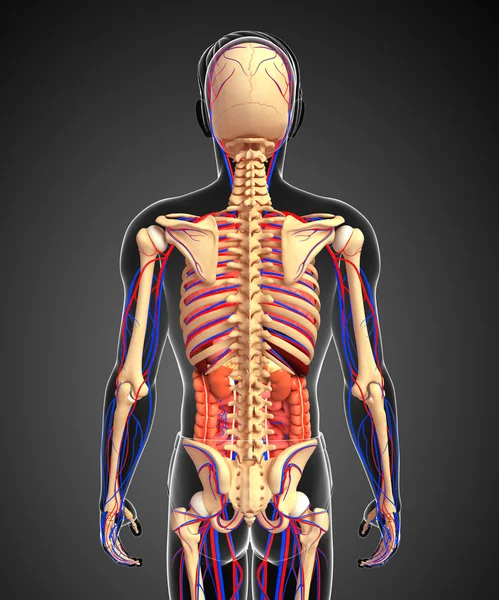 Male skeletal, digestive and circulatory system — Stock Photo, Image