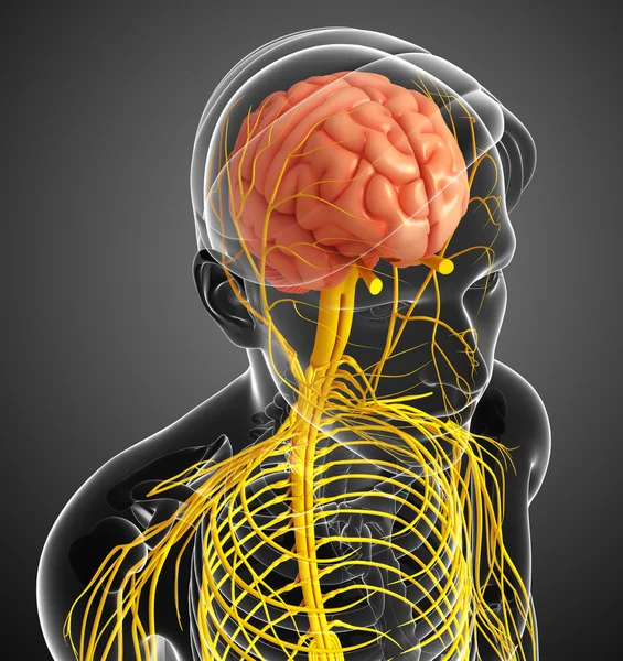 Mannelijke zenuwstelsel illustraties — Stockfoto
