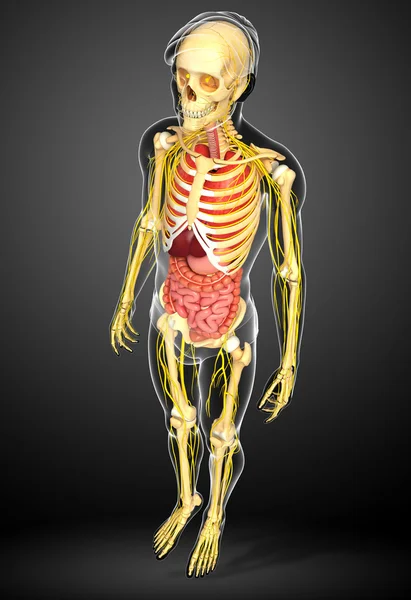 Male skeleton with nervous and digestive system artwork — Stock Photo, Image