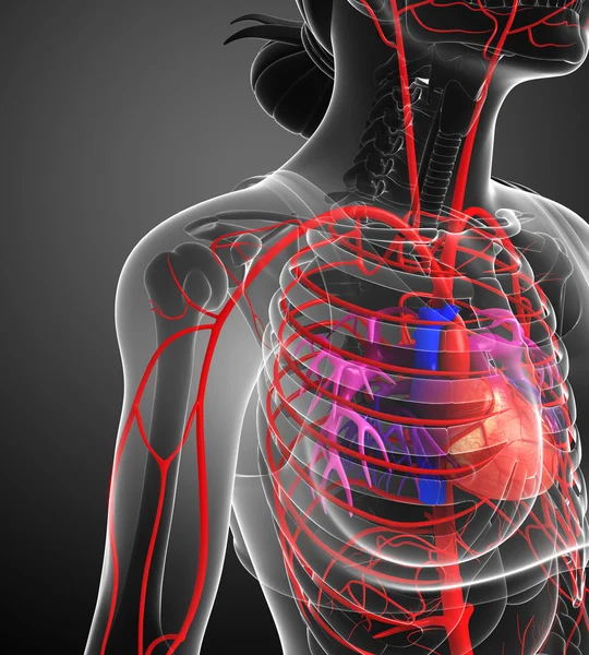 Vrouwelijke arteriële systeem — Stockfoto