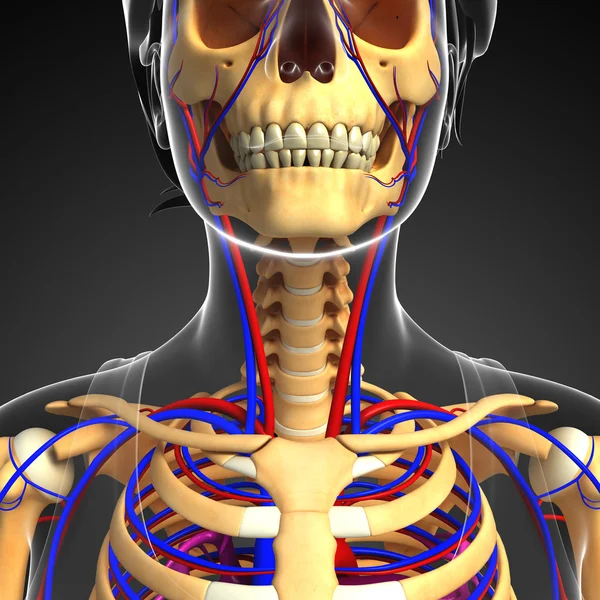 Female skeletal circulatory system — Stock Photo, Image