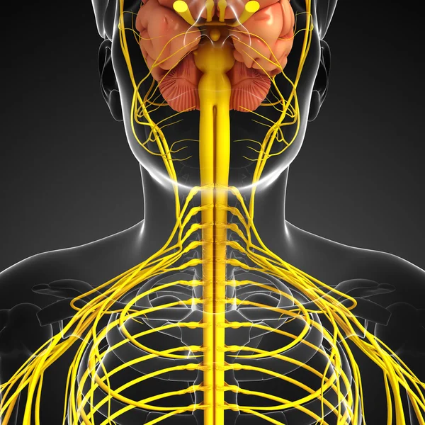 Erkek sinir sistemi sanat