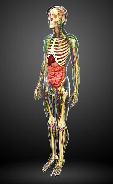 Lymph-, Skelett-, Nerven- und Kreislaufsystem des männlichen Anats — Stockfoto