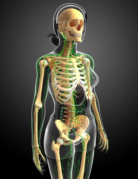Lymphsystem des weiblichen Skeletts — Stockfoto