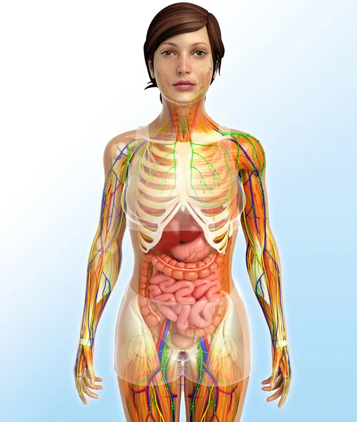 Sistema linfático, esquelético, nervioso y circulatorio del bo femenino — Foto de Stock
