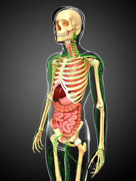 Lymfatický, kosterní a trávicí systém mužského těla kresby — Stock fotografie