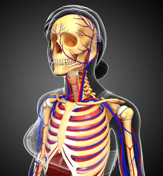 Kvinnliga skelett och cirkulationssystemet — Stockfoto