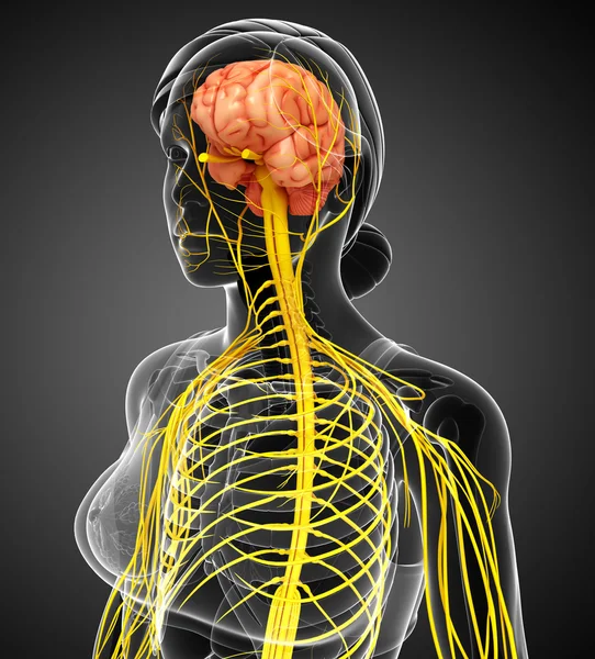 Female shoulder nervous system artwork — Stock Photo, Image